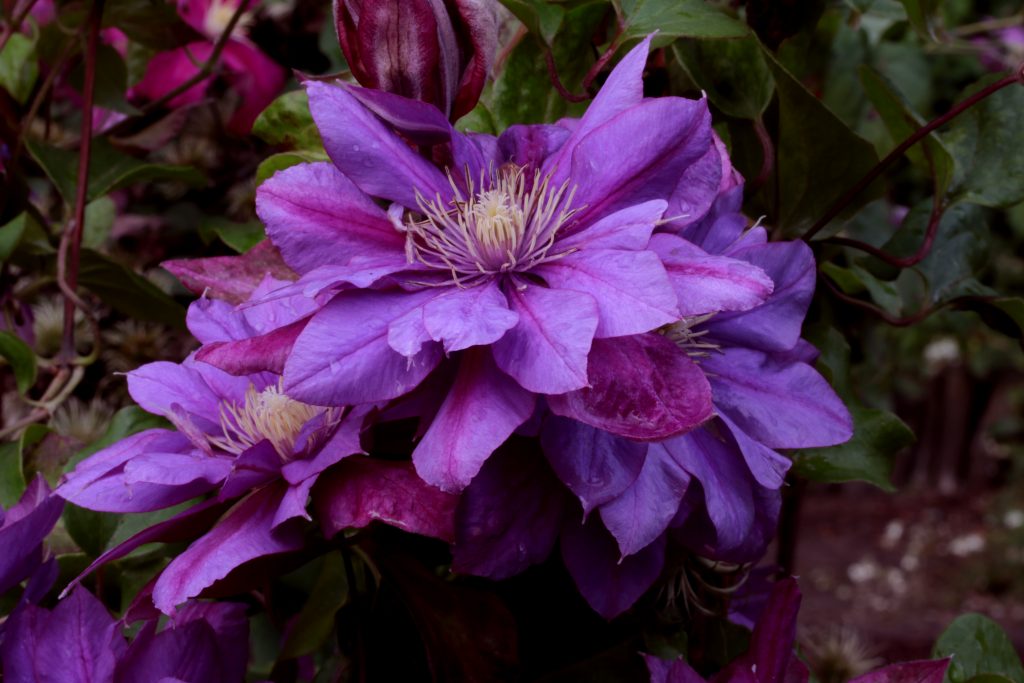 Clematis 'Flamenco Dancer' uspp27666 Pride of Place Plants